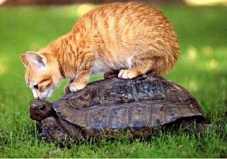 acrobate le chat !!      pour un bisou     lolllllllll